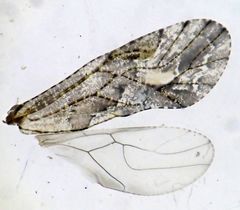 Myopsocus
