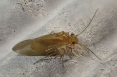 Valenzuela burmeisteri