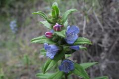 Lobostemon stachydeus