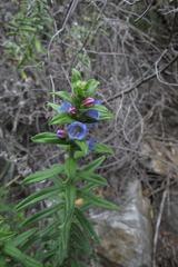 Lobostemon stachydeus