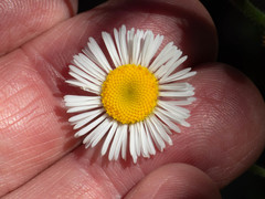 Erigeron neomexicanus