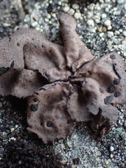 Umbilicaria torrefacta