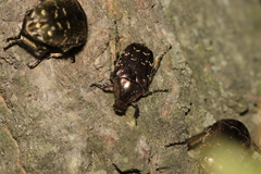 Protaetia brevitarsis
