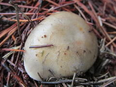 Russula sororia