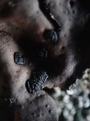 Umbilicaria torrefacta