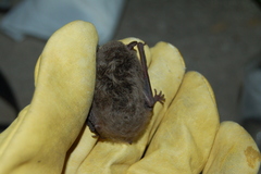 Silver-Tipped Myotis photo 2