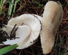 Russula sororia