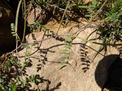 Astragalus flexuosus greenei