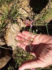 Astragalus flexuosus greenei