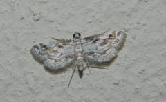 Parapoynx fluctuosalis