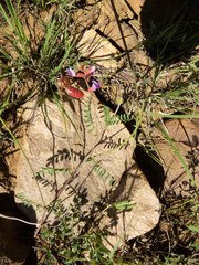 Astragalus flexuosus greenei