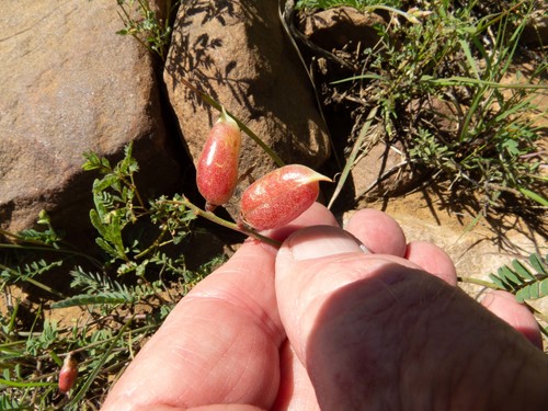 Astragalus flexuosus var. greenei
