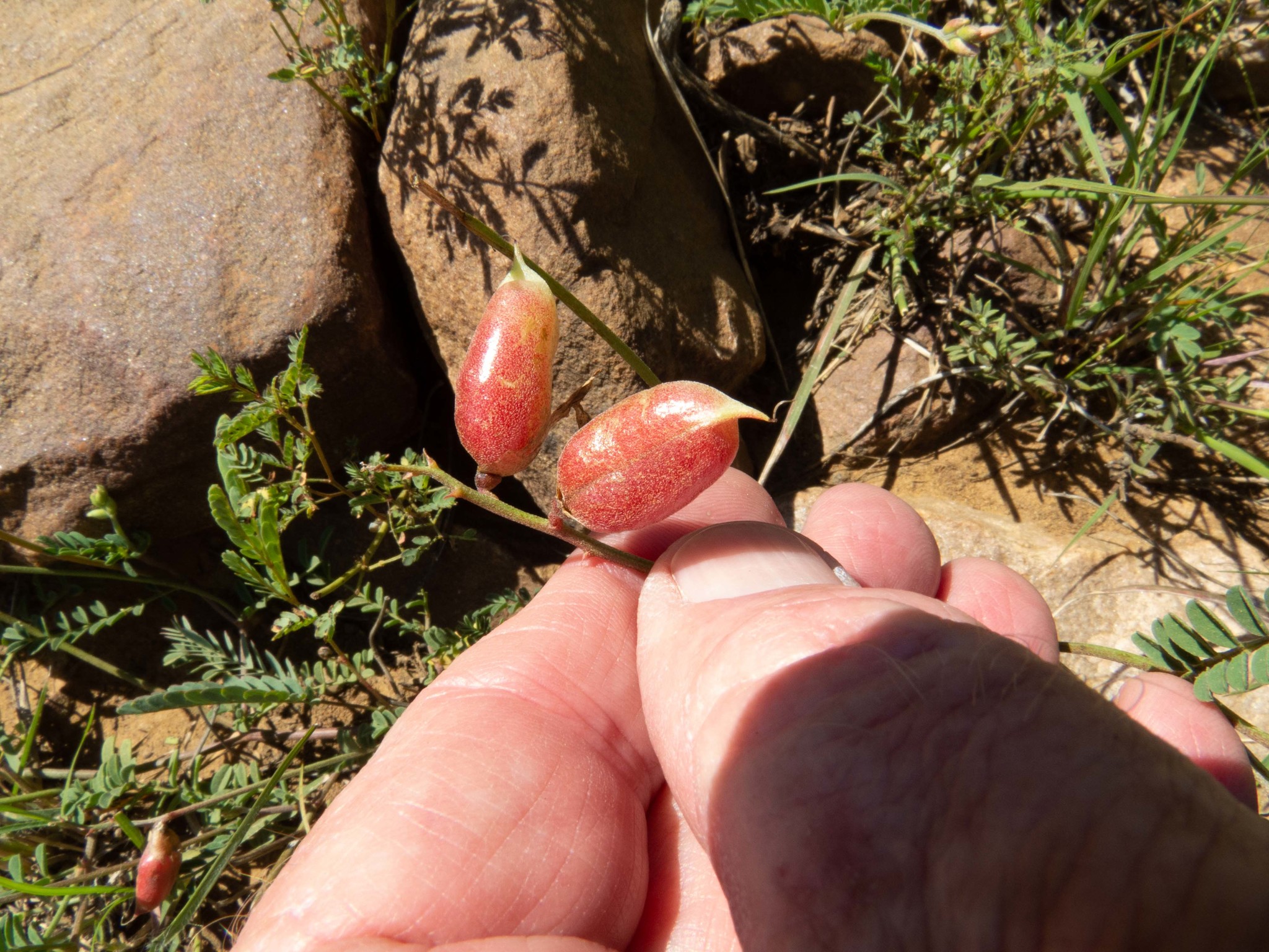 Astragalus flexuosus var. greenei