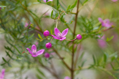 Boronia rivularis