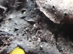 Umbilicaria torrefacta