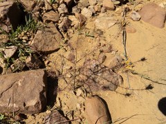 Cordylanthus wrightii