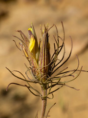 Cordylanthus wrightii