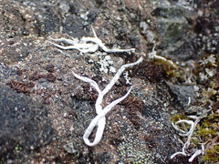 Thamnolia vermicularis