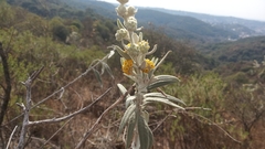 Buddleja cordobensis