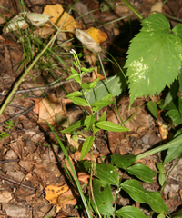 Epilobium adenocaulon