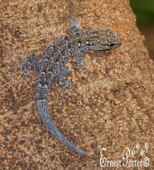 Lygodactylus chobiensis