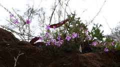 Tetratheca ericifolia