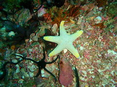 Callopatiria formosa