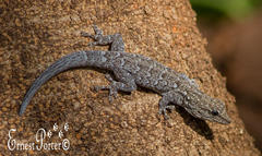 Lygodactylus chobiensis