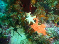 Callopatiria formosa