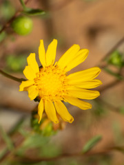 Grindelia arizonica