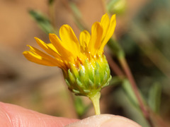 Grindelia arizonica