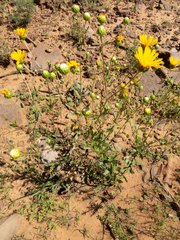 Grindelia arizonica