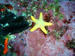 Callopatiria formosa