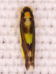 Eupteryx flavoscuta