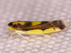 Eupteryx flavoscuta