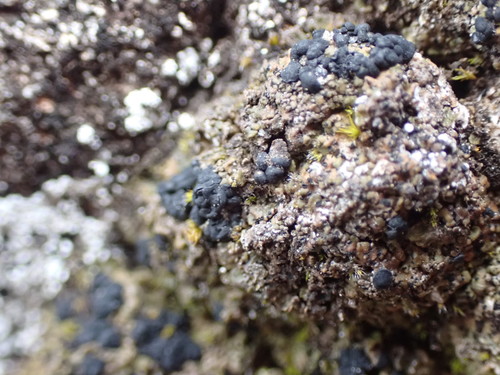 Toninia squalida