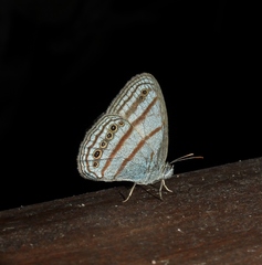 Caeruleuptychia twalela