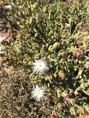 Mesembryanthemum brevicarpum