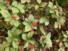 Cornus canadensis