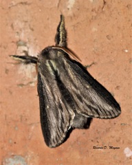 Sphinta cossoides