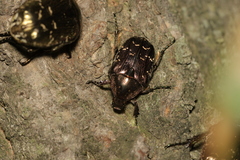 Protaetia brevitarsis