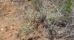 Hermannia lavandulifolia