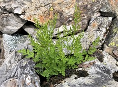 Cryptogramma cascadensis image