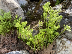 Cryptogramma cascadensis image