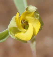Hermannia lavandulifolia