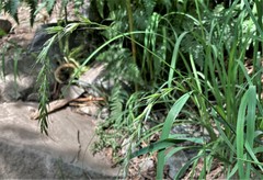 Elymus hirsutus