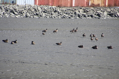 Branta canadensis