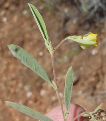 Hermannia lavandulifolia