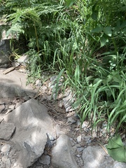 Elymus hirsutus