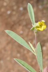 Hermannia lavandulifolia